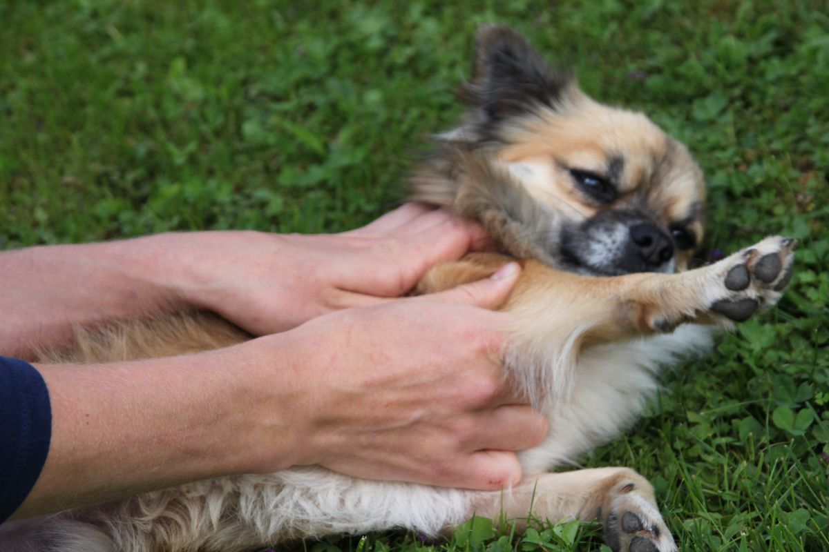 Chiropraktik Hund